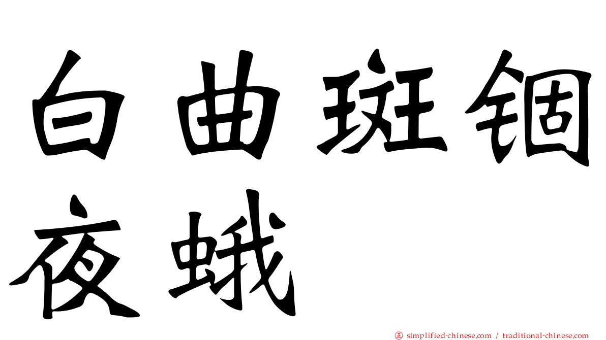 白曲斑锢夜蛾