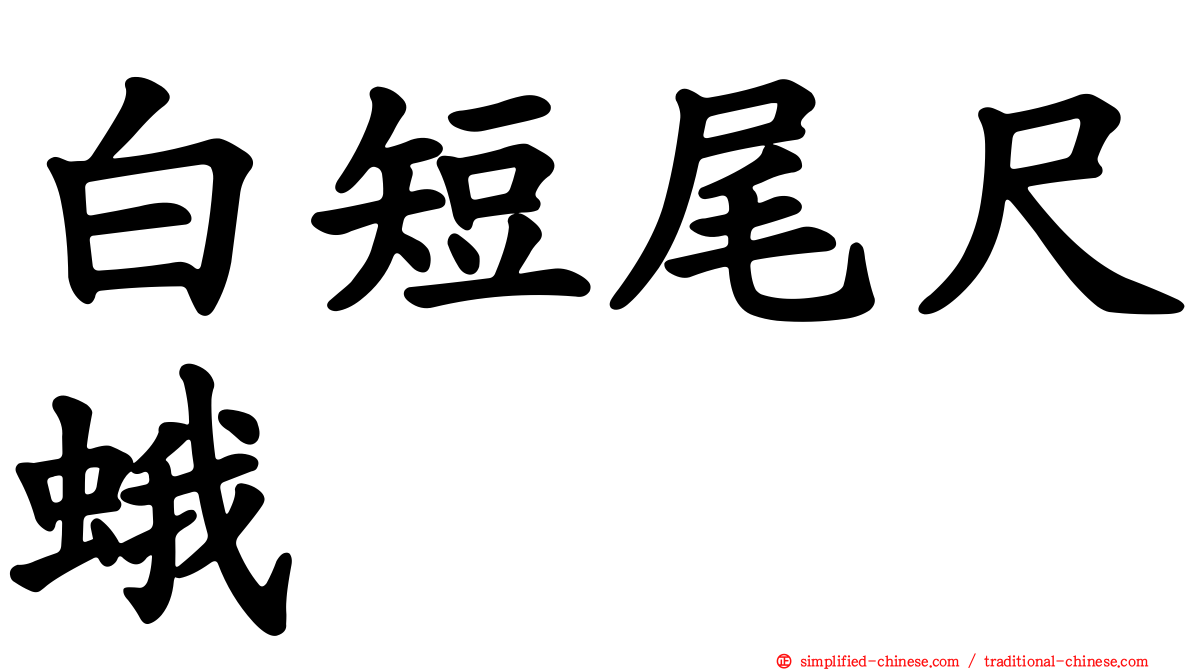 白短尾尺蛾