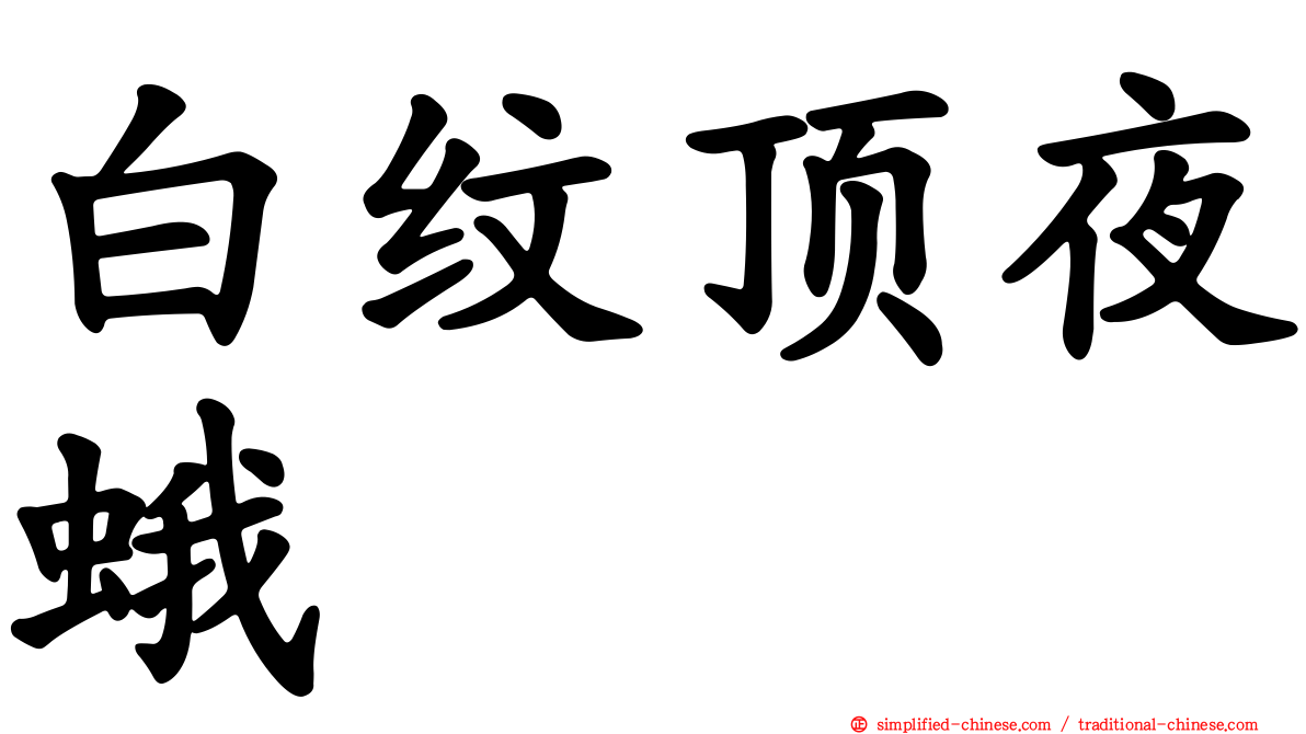 白纹顶夜蛾