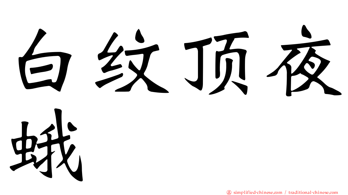 白纹顶夜蛾