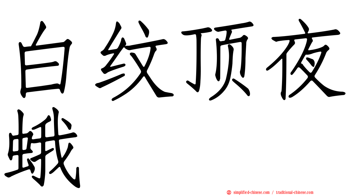白纹顶夜蛾