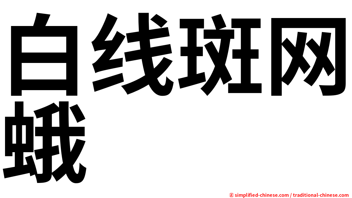 白线斑网蛾