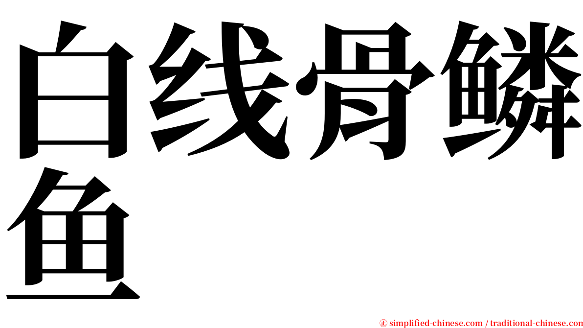 白线骨鳞鱼 serif font