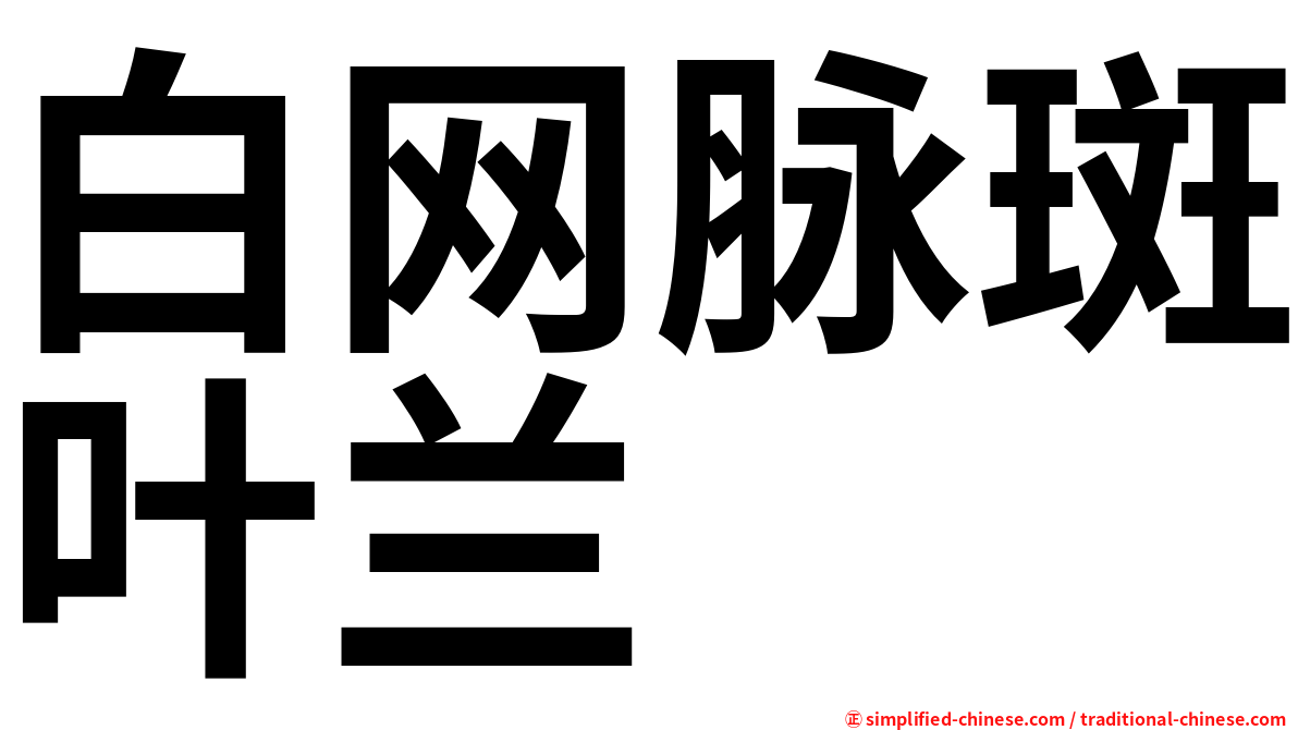 白网脉斑叶兰