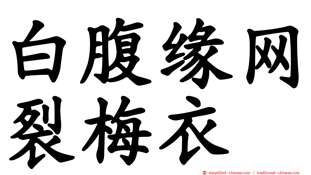 白腹缘网裂梅衣