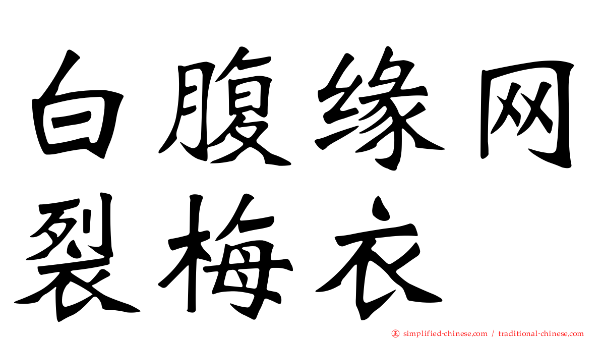 白腹缘网裂梅衣