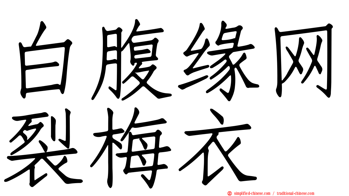 白腹缘网裂梅衣