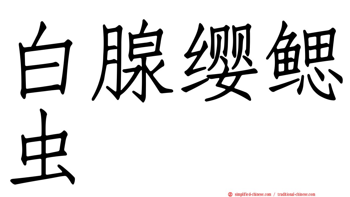 白腺缨鳃虫