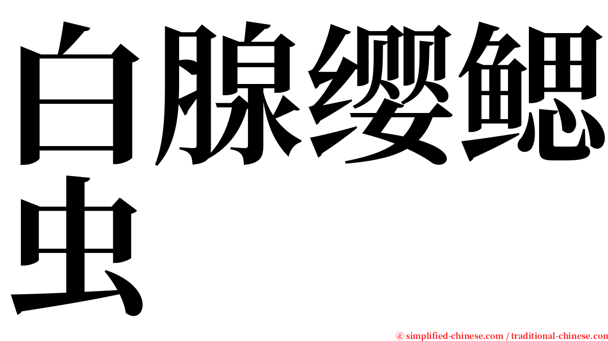 白腺缨鳃虫 serif font