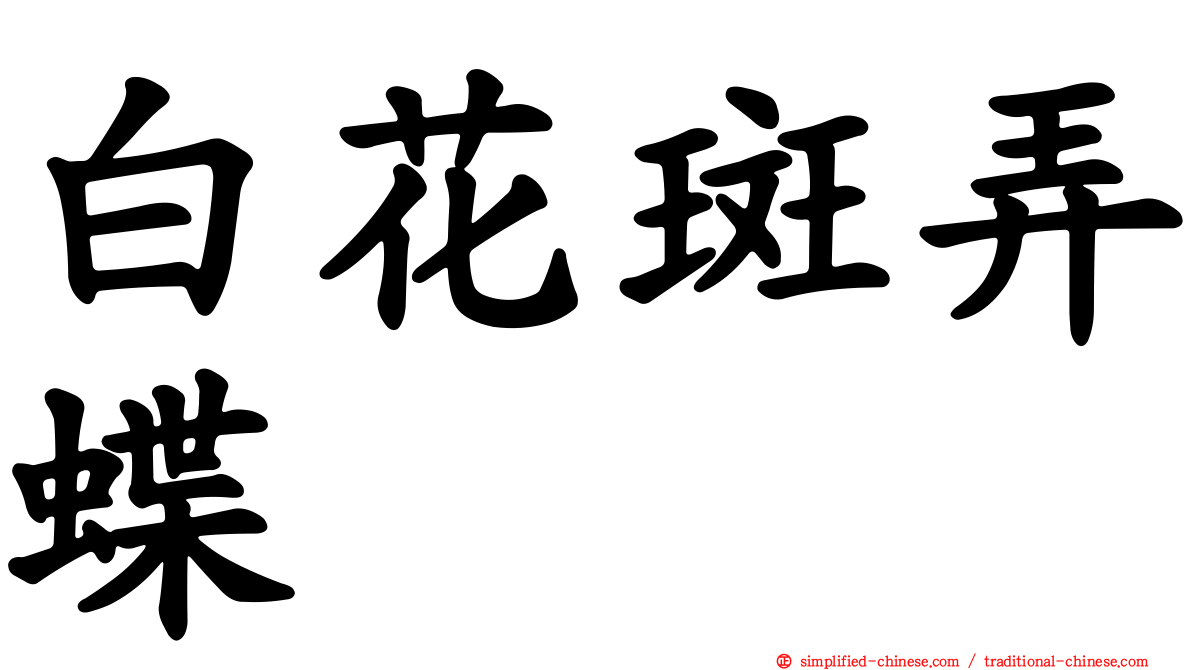 白花斑弄蝶