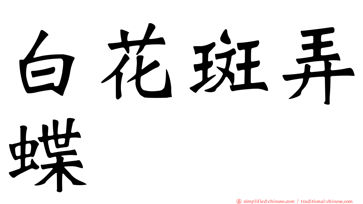 白花斑弄蝶