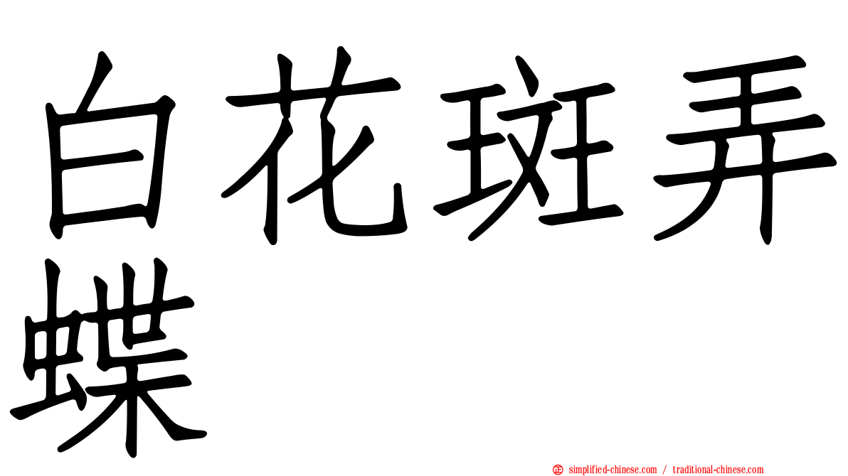 白花斑弄蝶