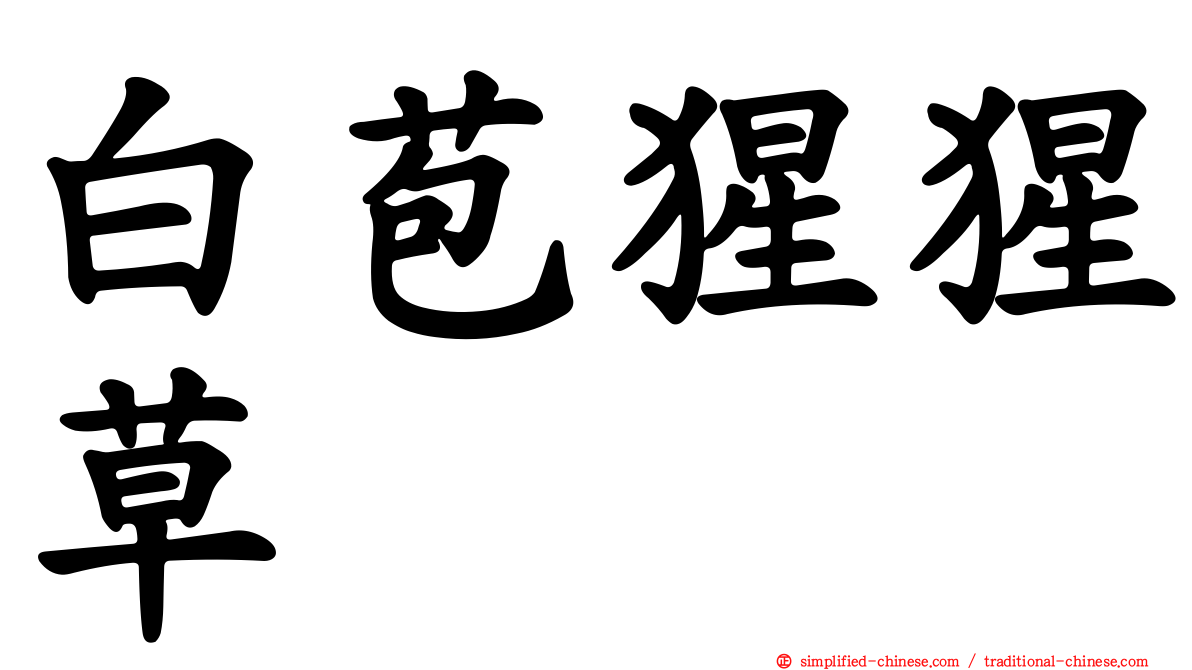 白苞猩猩草