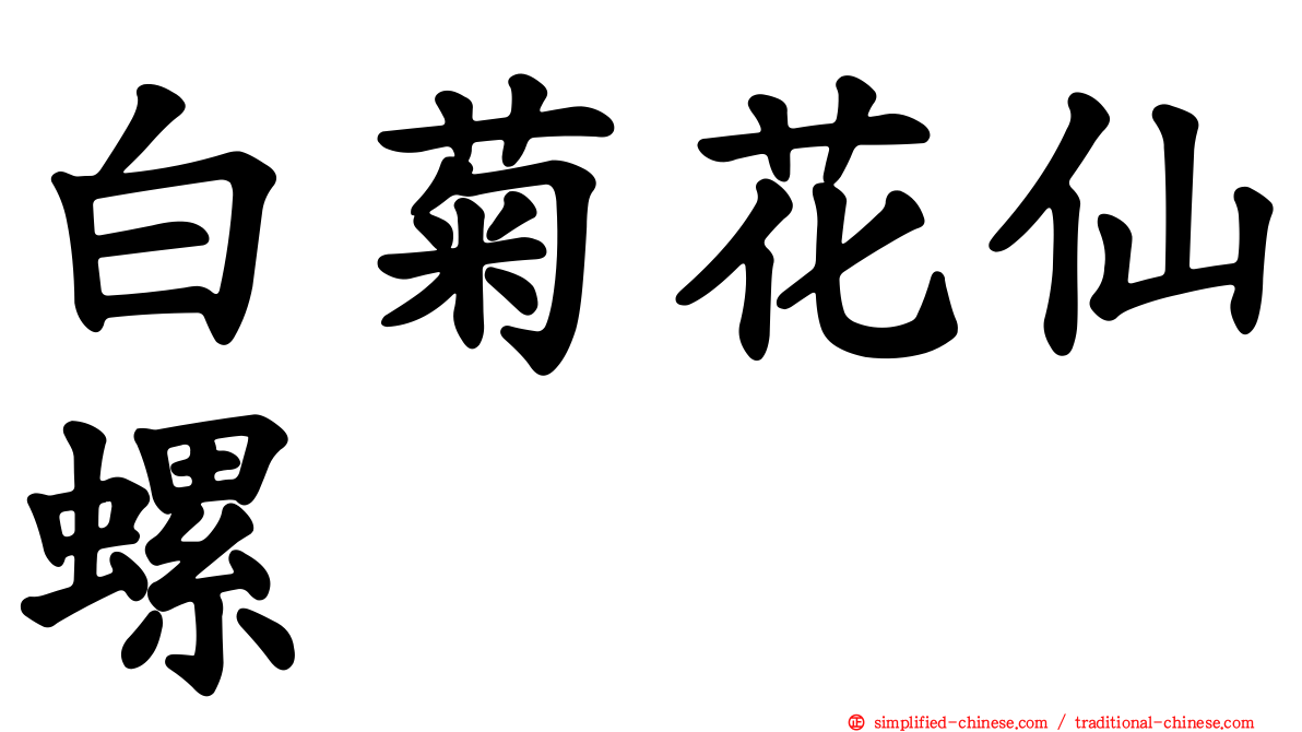 白菊花仙螺
