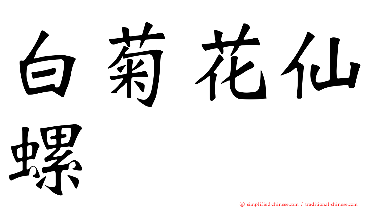 白菊花仙螺