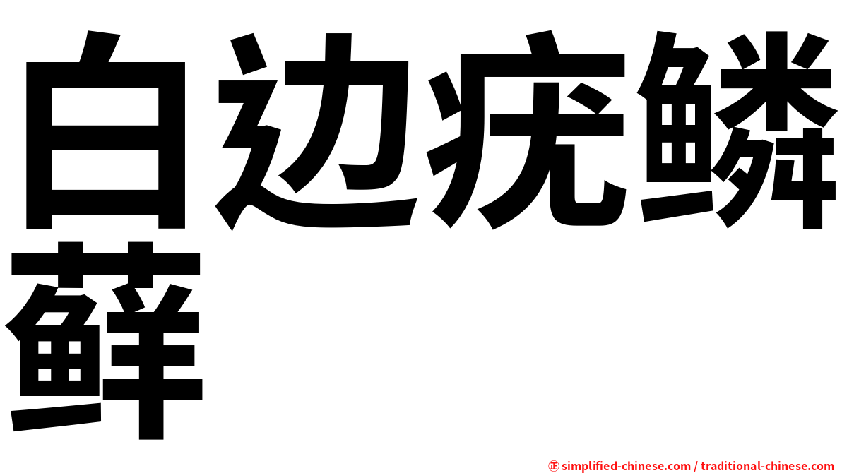 白边疣鳞藓
