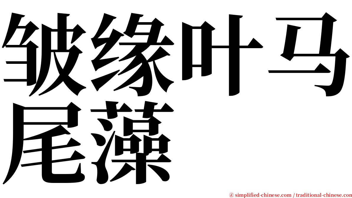 皱缘叶马尾藻 serif font