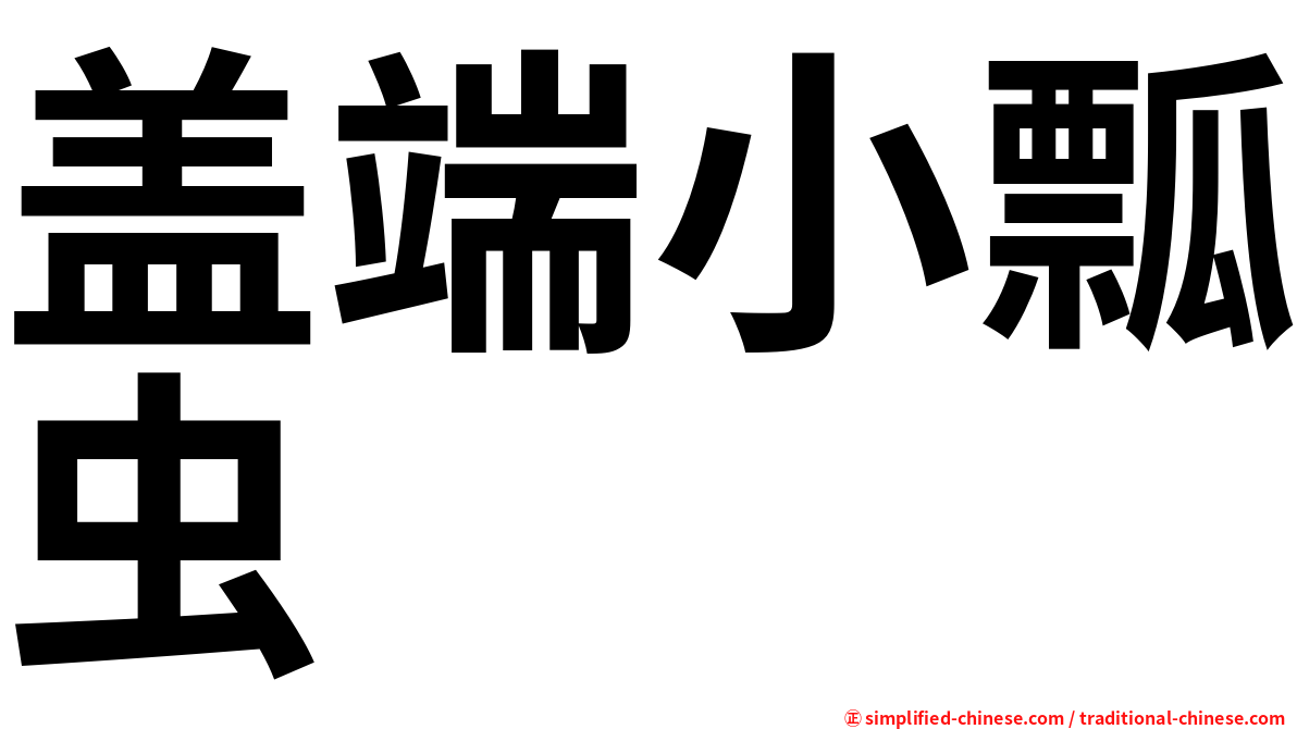 盖端小瓢虫