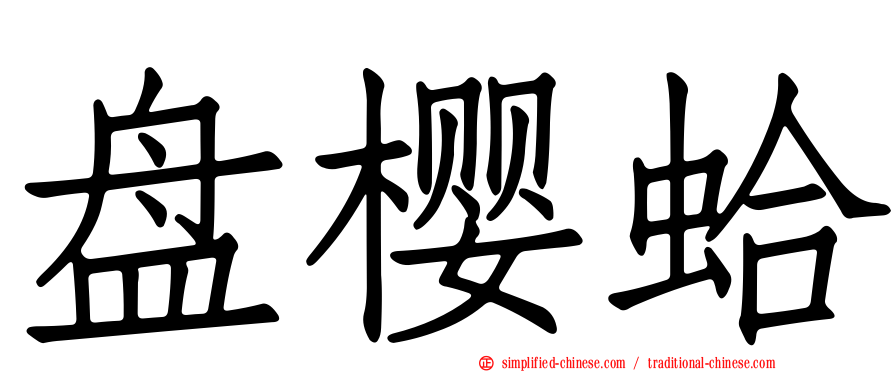 盘樱蛤