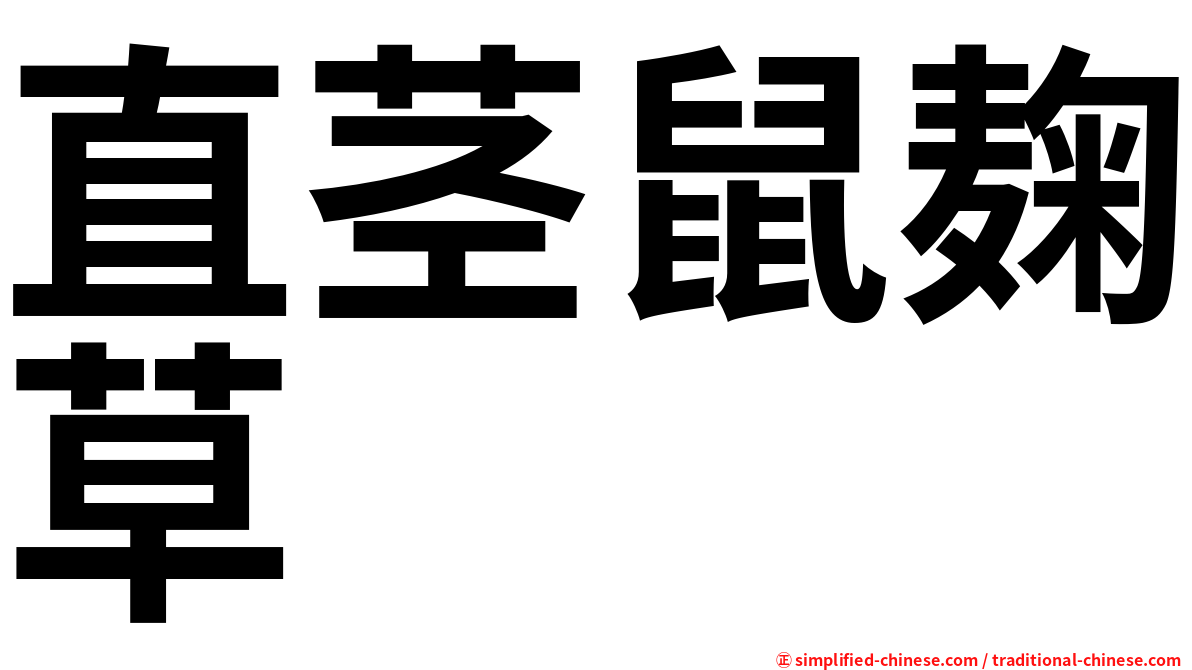 直茎鼠麹草