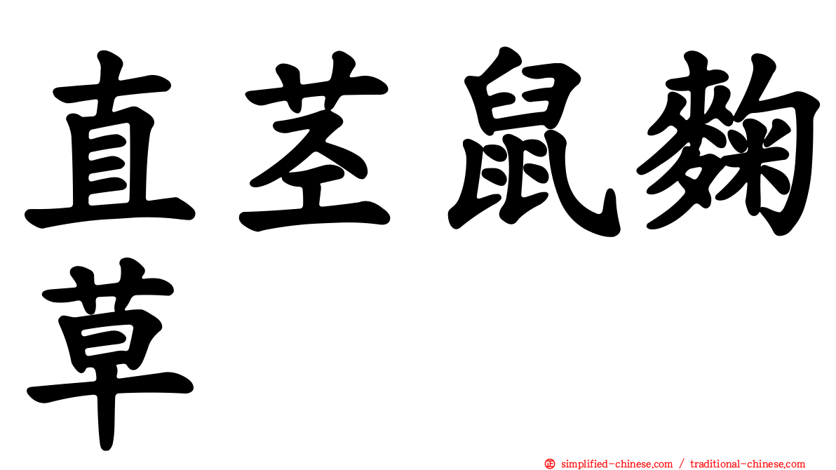 直茎鼠麹草