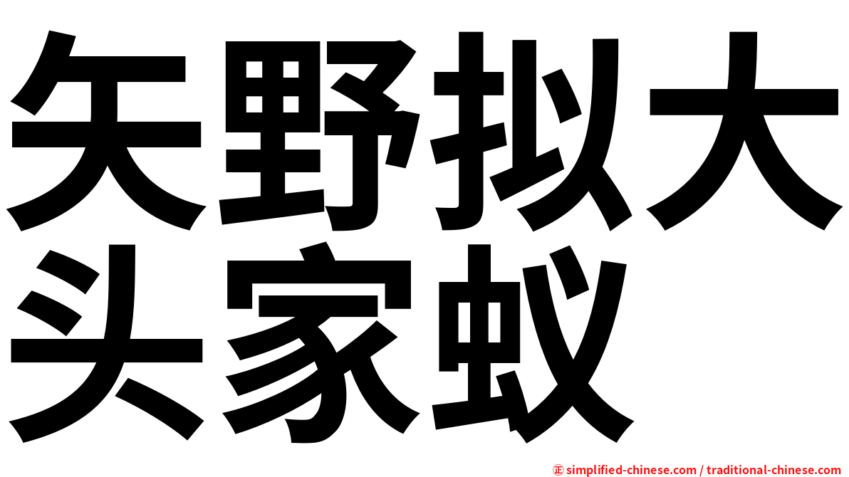 矢野拟大头家蚁