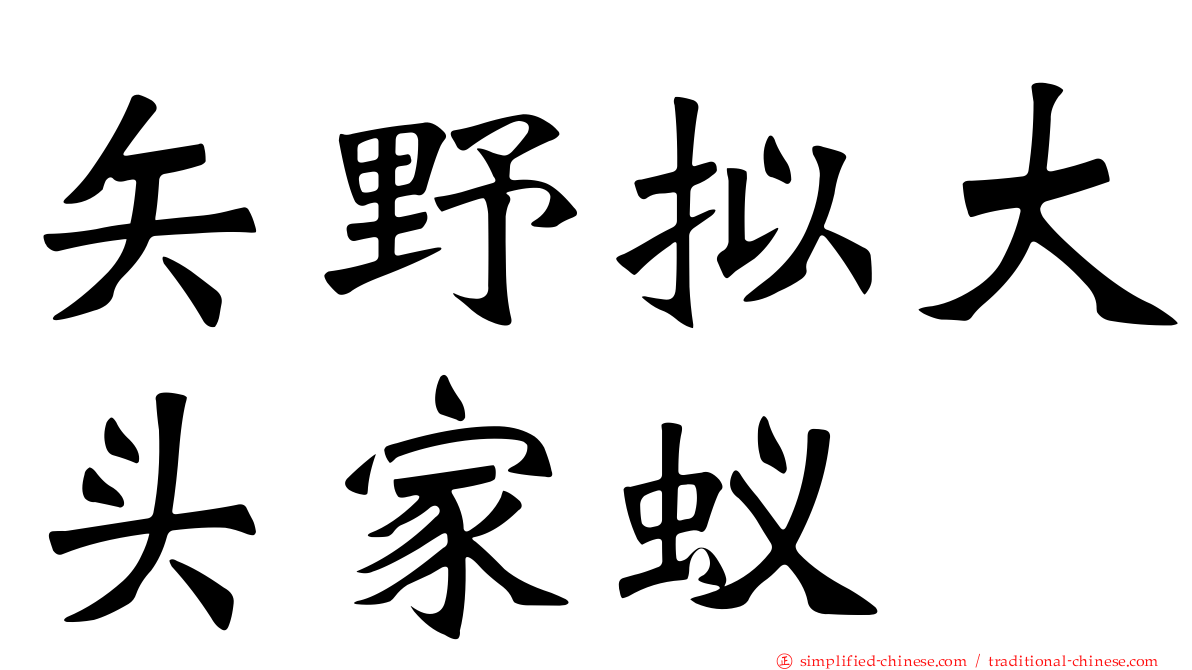 矢野拟大头家蚁