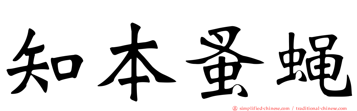 知本蚤蝇