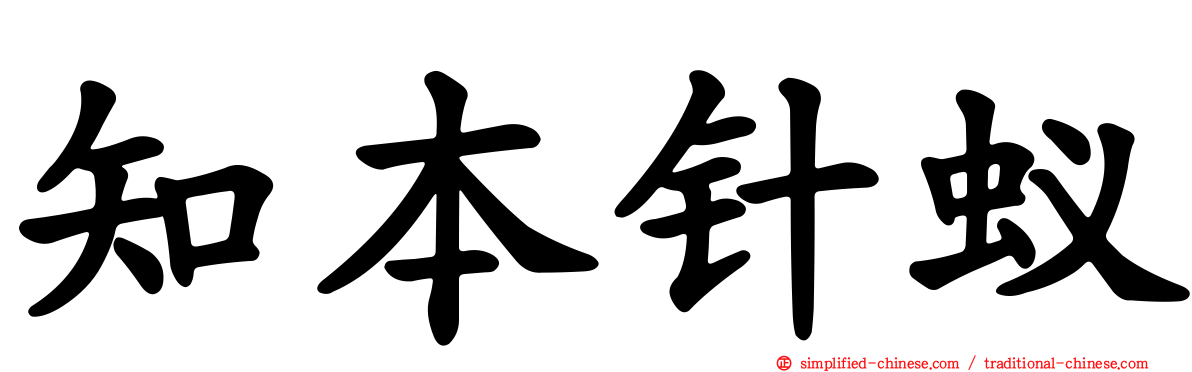 知本针蚁