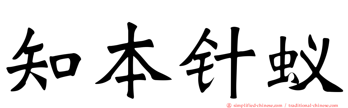 知本针蚁