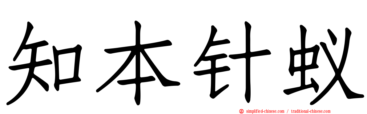 知本针蚁