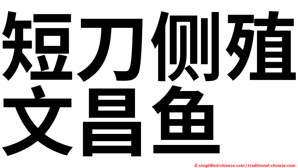短刀侧殖文昌鱼