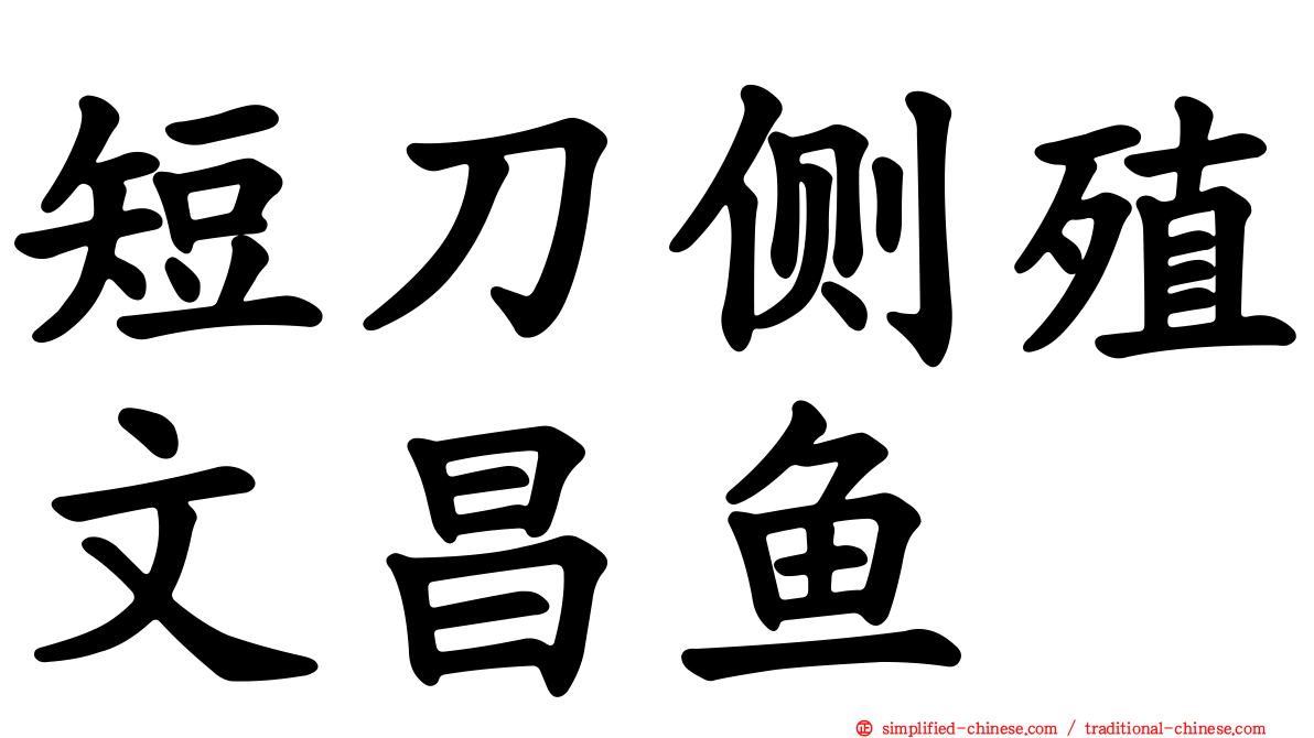 短刀侧殖文昌鱼