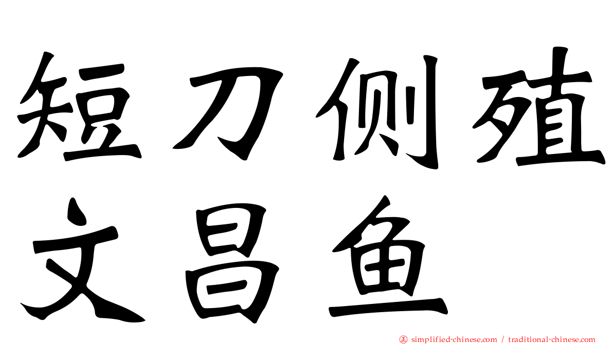 短刀侧殖文昌鱼