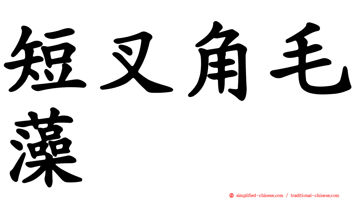 短叉角毛藻