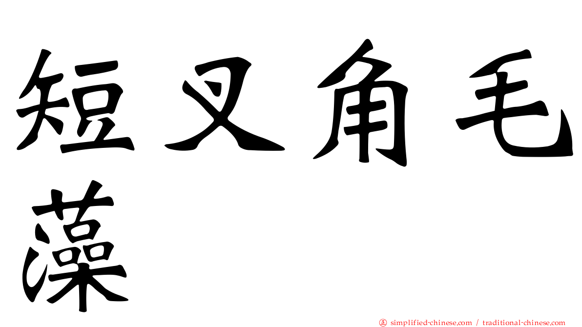 短叉角毛藻