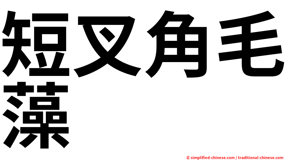 短叉角毛藻