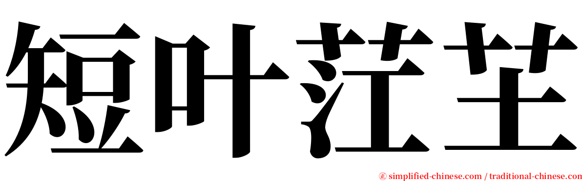 短叶茳芏 serif font