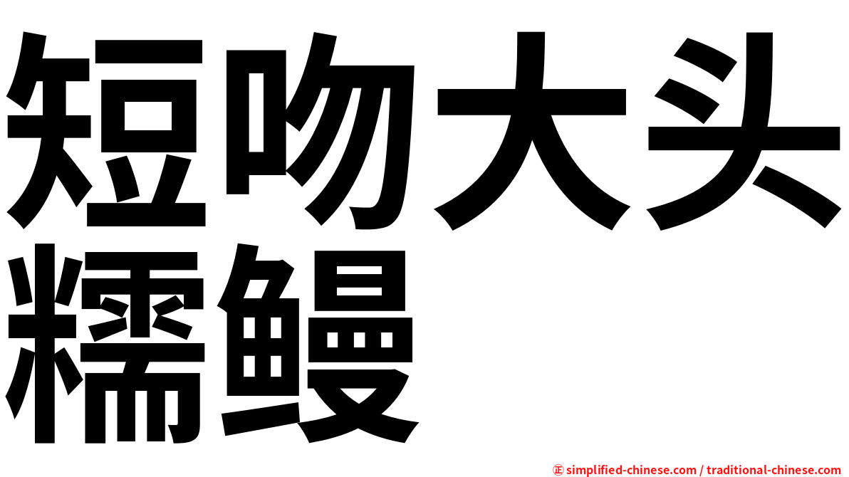 短吻大头糯鳗