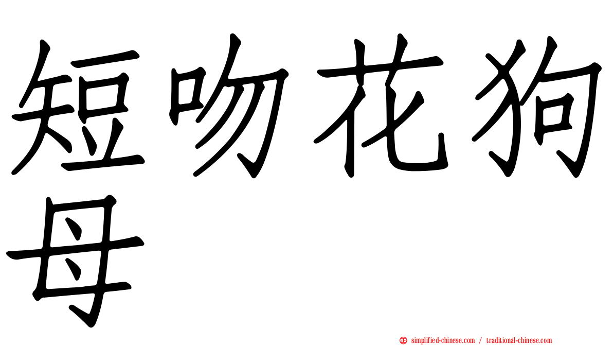 短吻花狗母