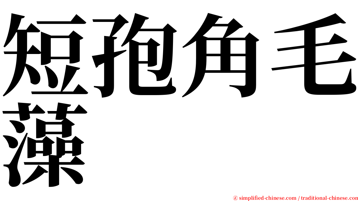 短孢角毛藻 serif font