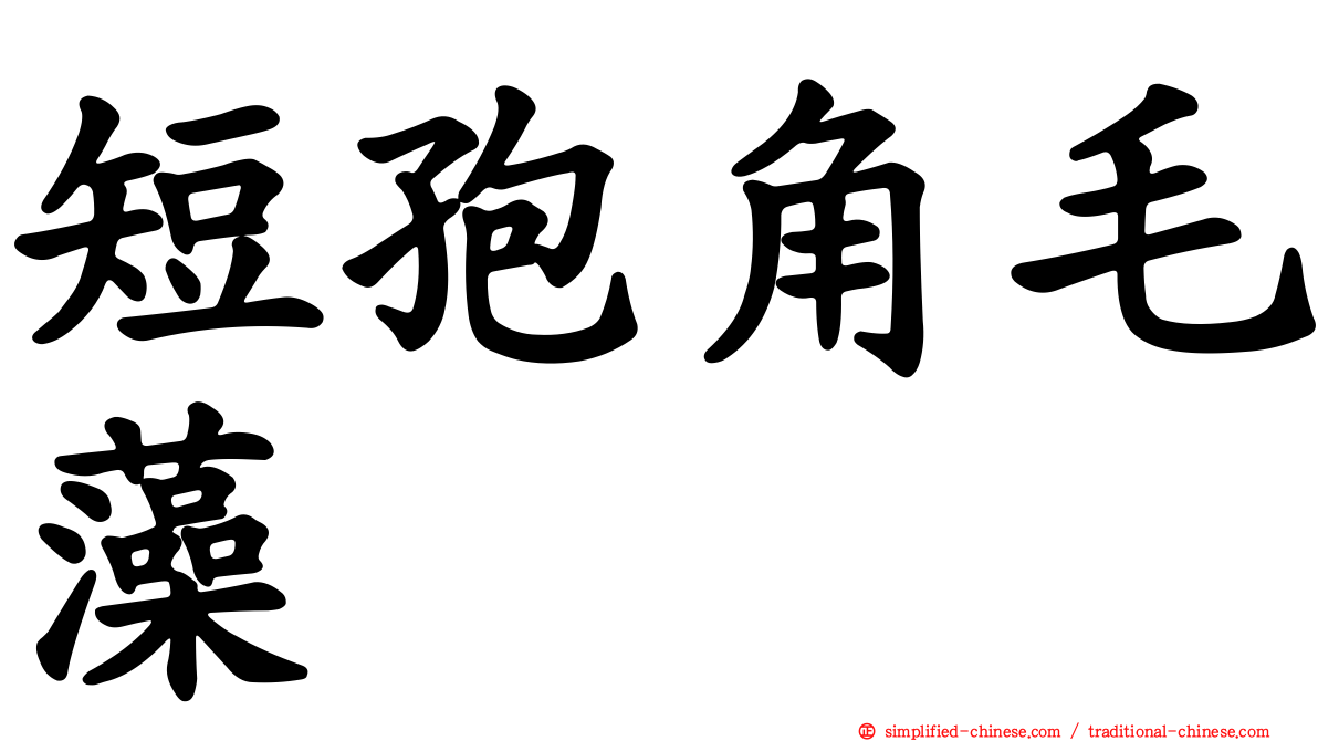 短孢角毛藻