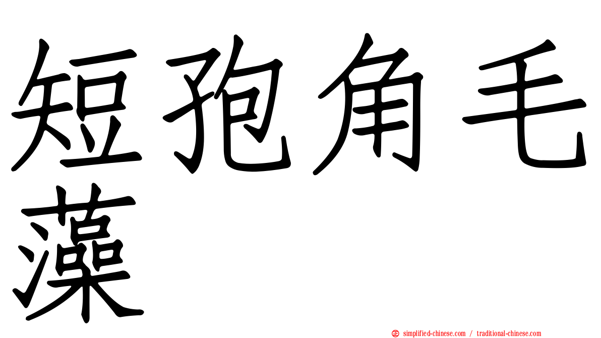 短孢角毛藻