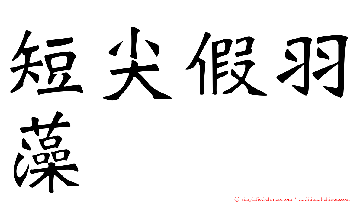 短尖假羽藻