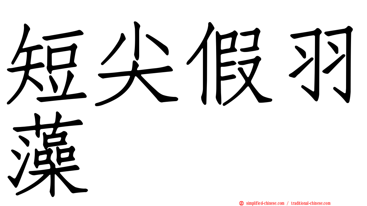 短尖假羽藻