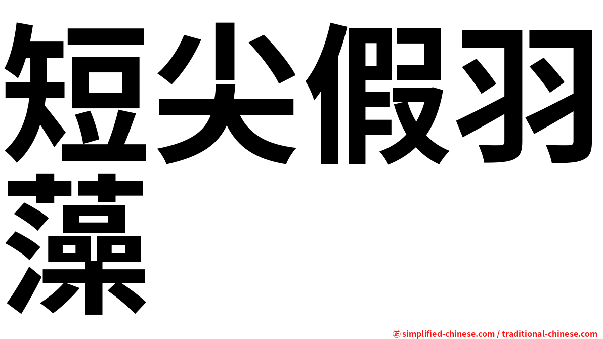 短尖假羽藻