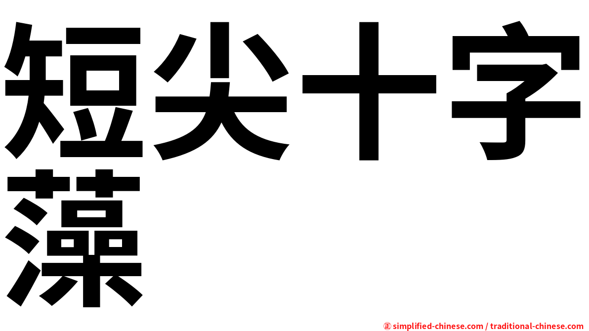短尖十字藻