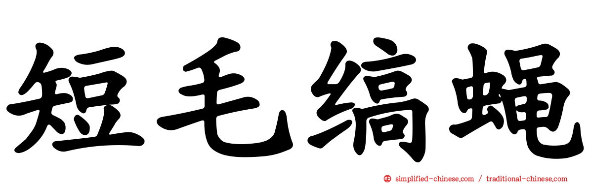 短毛缟蝇