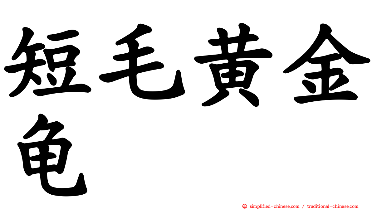短毛黄金龟