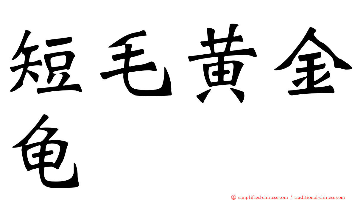 短毛黄金龟